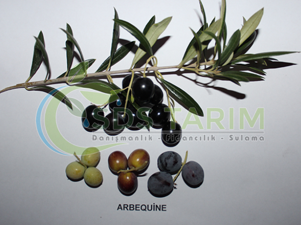 Arbequina