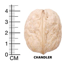 Chandler
