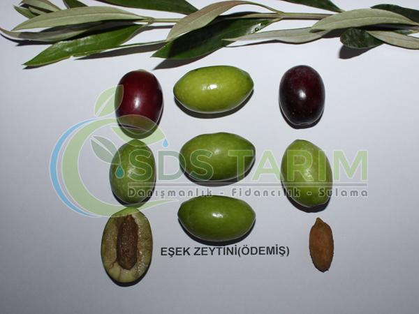 Eşek (Ödemiş) Deliceye Aşılı