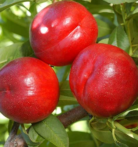 Extrem Red Nektarin
