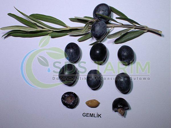 Gemlik Deliceye Aşılı