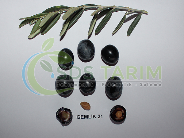 Gemlik-21