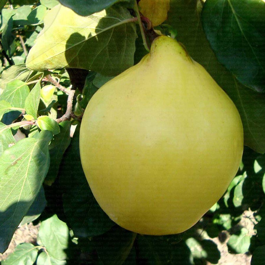 EŞME 