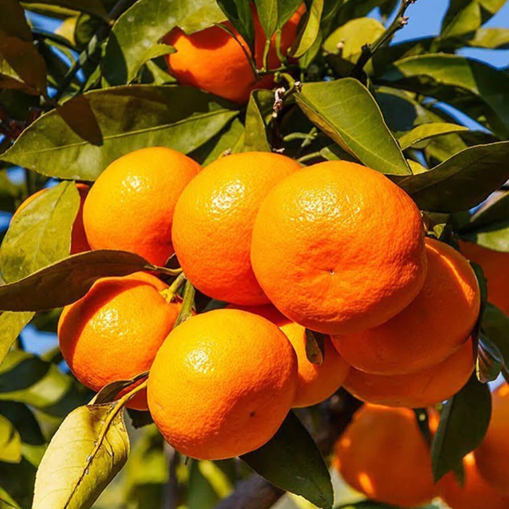 Satsuma