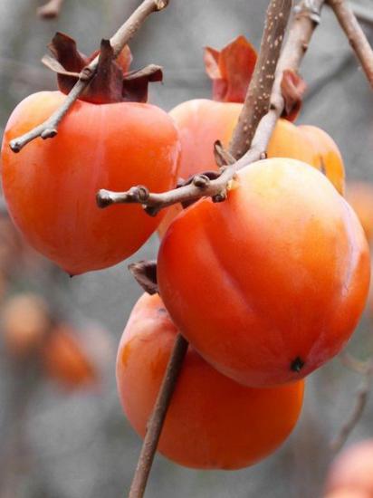 ROJO BRİLLANTE